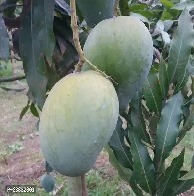 Fulmala Nursery Mango Plant Height 1.2-1.246 Fit, With Growing Bag-thumb2