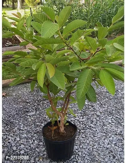 BALUBITA Hybrid Guava Plant[BB1606]-thumb0