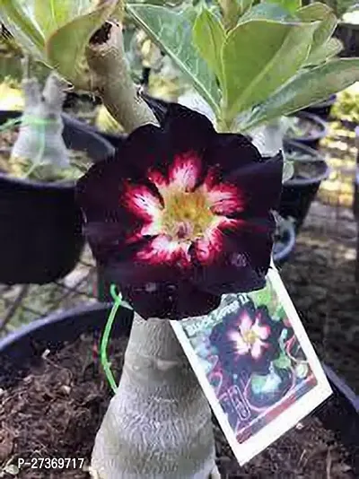 BALUBITA Hybrid Adenium Plant[BB1506]-thumb0