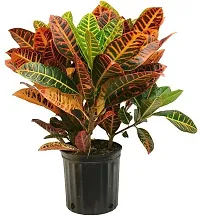 BALUBITA Hybrid Croton Plant[BB1779]-thumb1