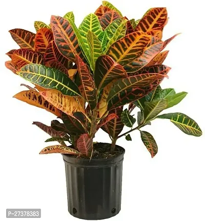 BALUBITA Hybrid Croton Plant[BB1779]-thumb2