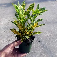 BALUBITA Hybrid Croton Plant[BB1778]-thumb2