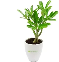 BALUBITA Hybrid Adenium Plant[BB1757]-thumb3