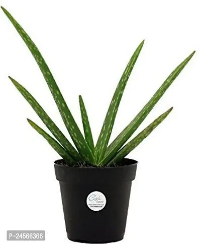 Aloe Vera PlantHybrid Esey To Grow No Nead To extra Care [ S247]-thumb0