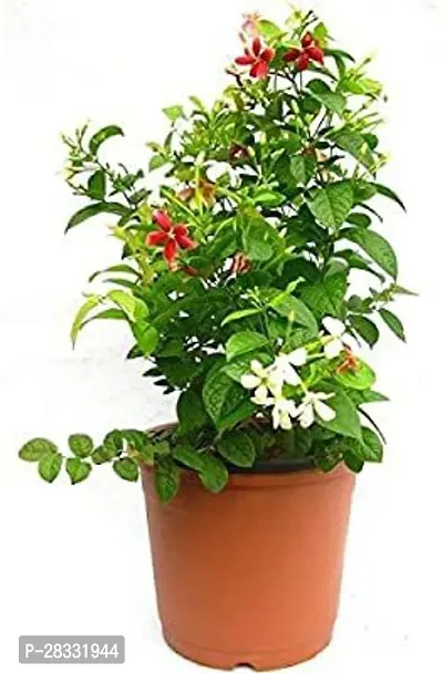 Fulmala Nursery Madhumalti/Rangoon Creeper , Plant Hight 1.2-1.63 Fit, With Growing Bag-thumb0