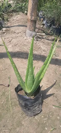 Fulmala Nursery Aloe Vera Plant Height 1.2-1.331 Fit, With Growing Bag-thumb1