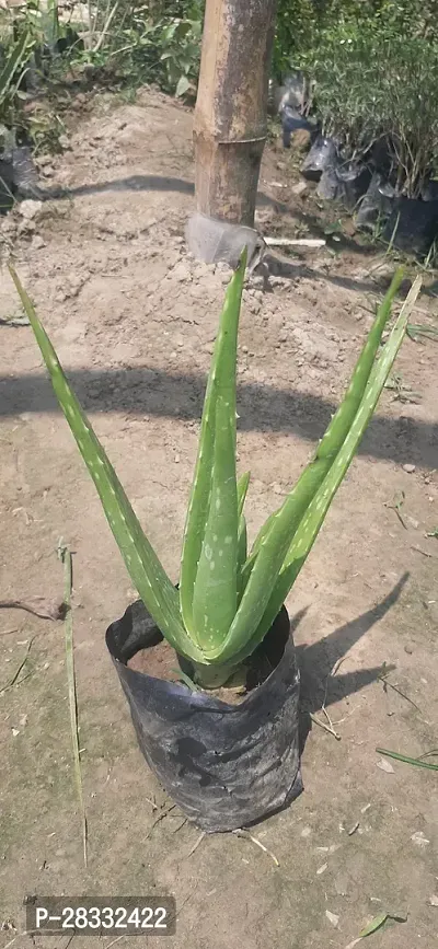 Fulmala Nursery Aloe Vera Plant Height 1.2-1.331 Fit, With Growing Bag-thumb2