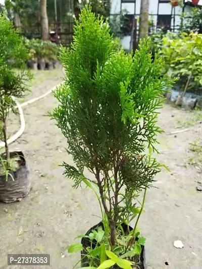 BALUBITA Hybrid Christmas Tree Plant[BB1749]-thumb0