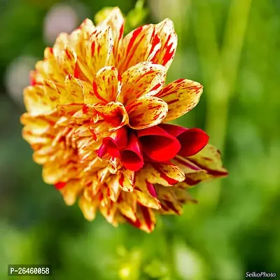 Dahlia Plant