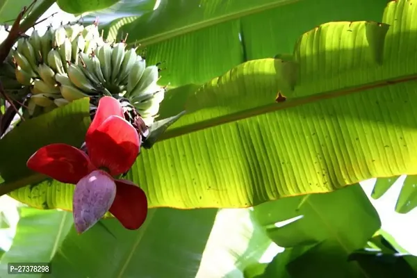 BALUBITA Hybrid Banana Plant[BB1694]-thumb0