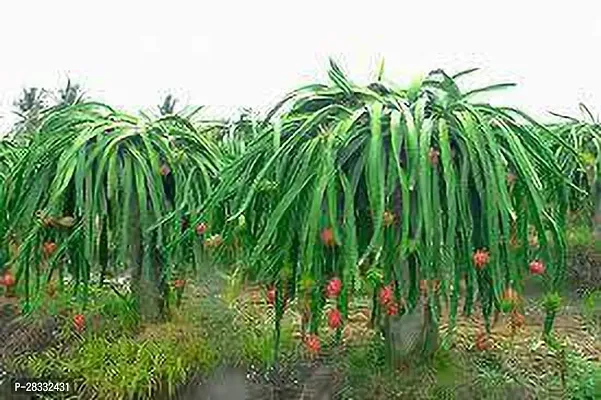 Fulmala Nursery Dragon Tree , Plant Hight 1.2-1.338 Fit, With Growing Bag-thumb0