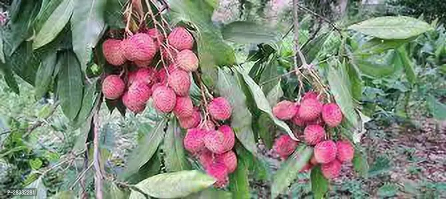 Fulmala Nursery Litchi Plant Height 1.2-1.228 Fit, With Growing Bag-thumb0