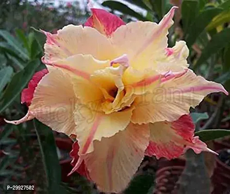 Adenium Desert Rose Flower Seeds-thumb0