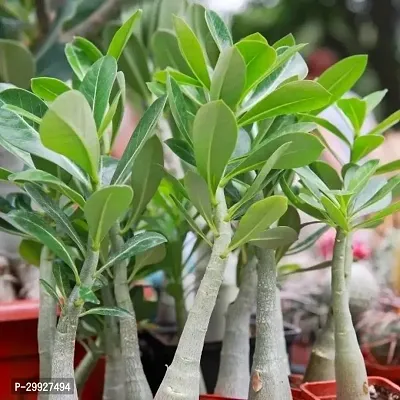 Adenium Desert Rose Ornamental Plant-thumb0