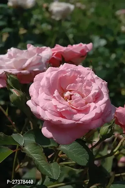 BALUBITA Hybrid Rose Plant[BB1836]-thumb0