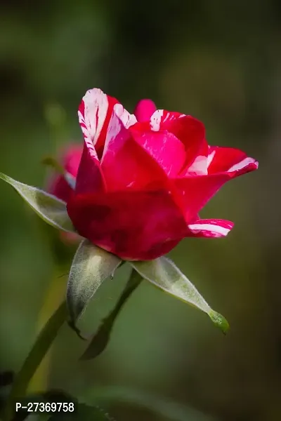 BALUBITA Hybrid Rose Plant[BB1519]-thumb0