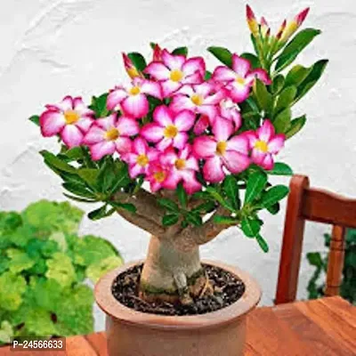 Adenium PlantHybrid Esey To Grow No Nead To extra Care [ S510]-thumb0