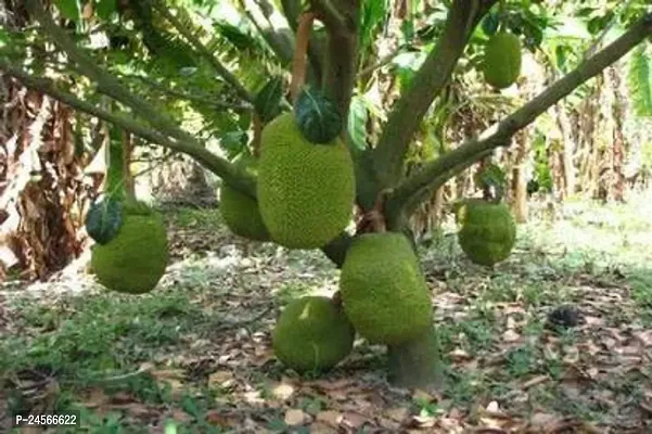 Jackfruit PlantHybrid Esey To Grow No Nead To extra Care [ S499]-thumb0