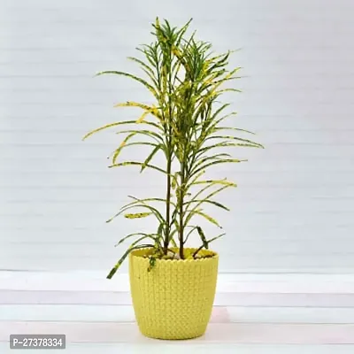 BALUBITA Hybrid Croton Plant[BB1730]