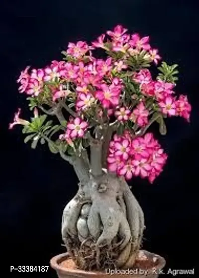 Adenium Flower Plant-thumb0