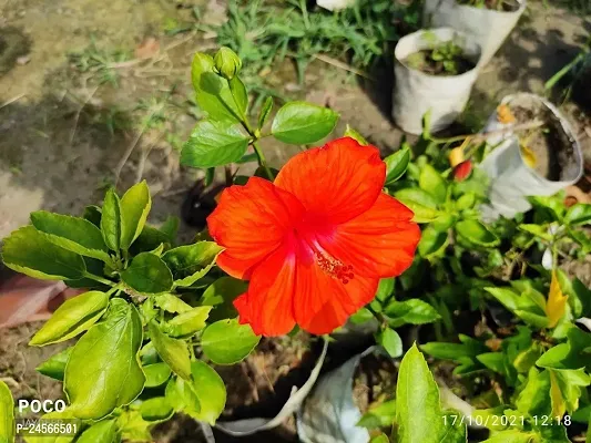 Hibiscus PlantHybrid Esey To Grow No Nead To extra Care [ S379]