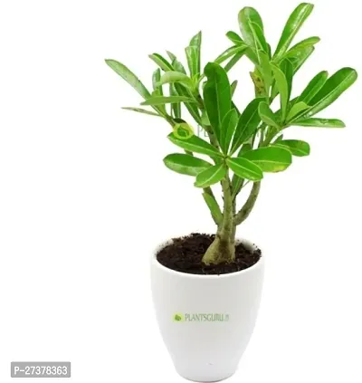 BALUBITA Hybrid Adenium Plant[BB1759]-thumb4