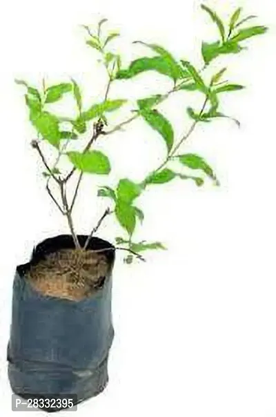 Fulmala Nursery Pomegranate Plant Height 1.2-1.313 Fit, With Growing Bag-thumb0