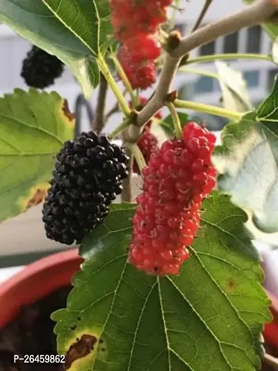 Shahtoot/Mulberry Plant