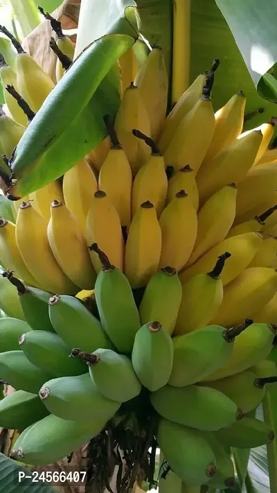 Banana PlantHybrid Esey To Grow No Nead To extra Care [ S286]-thumb0