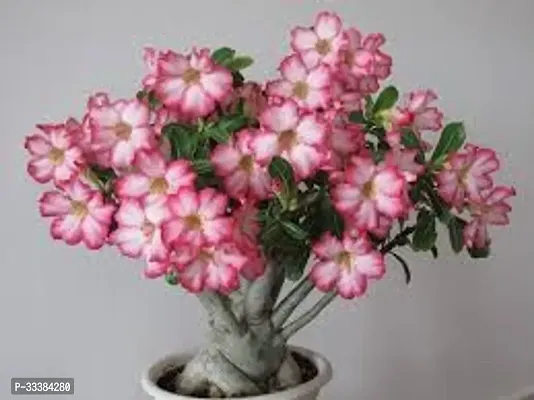 Adenium Flower Plant-thumb0