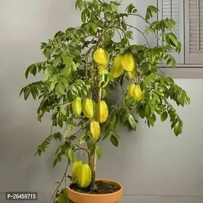 Star Fruit Carambola Grafted Plant-thumb0