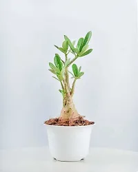 BALUBITA Hybrid Adenium Plant[BB1753]-thumb2