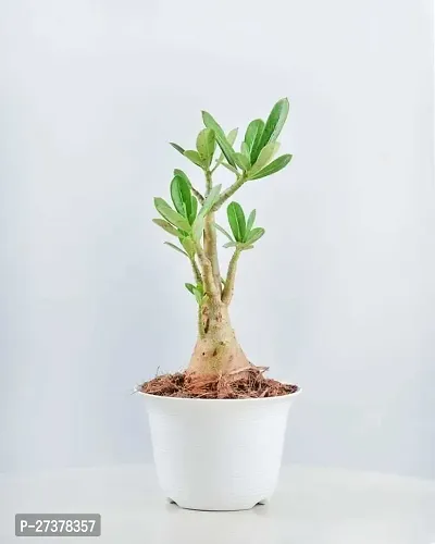 BALUBITA Hybrid Adenium Plant[BB1753]-thumb3