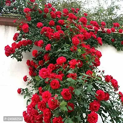 Rose PlantHybrid Esey To Grow No Nead To extra Care [ S138]-thumb0