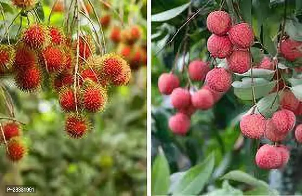 Fulmala Nursery Litchi Plant Height 1.2-1.101 Fit, With Growing Bag-thumb0