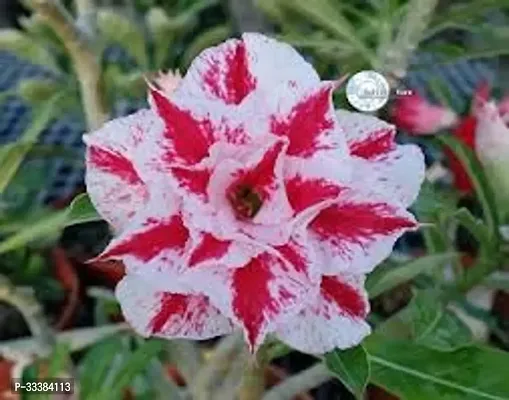 Adenium Flower Plant-thumb0