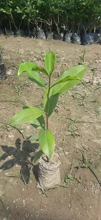 BALUBITA Hybrid Cherry Fruit Plant[BB1915]-thumb2