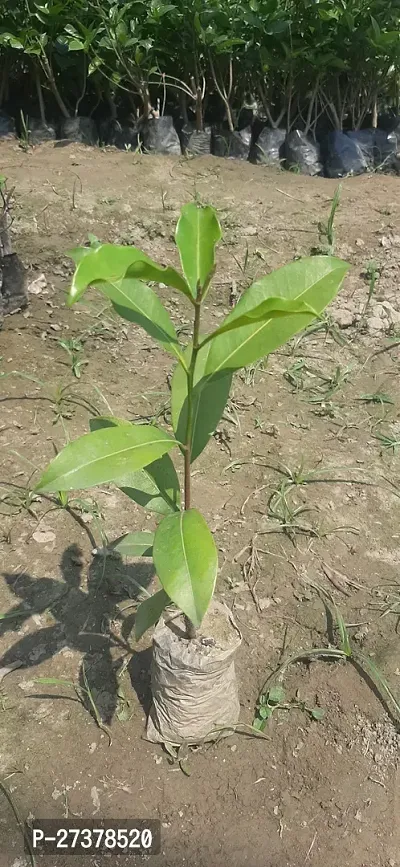 BALUBITA Hybrid Cherry Fruit Plant[BB1915]-thumb3