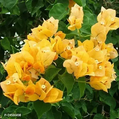 Baugainvillea PlantHybrid Esey To Grow No Nead To extra Care [ S369]-thumb0