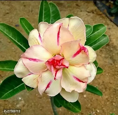 BALUBITA Hybrid Adenium Plant[BB1504]-thumb0