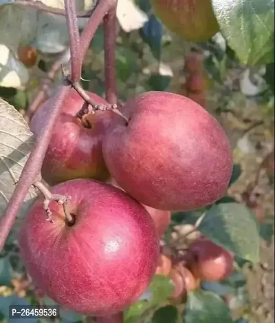 Ber Apple Plant-thumb0