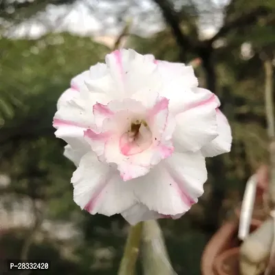 Fulmala Nursery Adenium Plant Height 1.2-1.329 Fit, With Growing Bag-thumb0