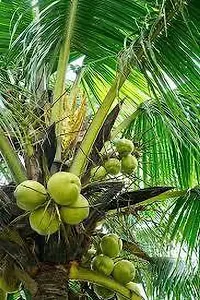 Fulmala Nursery Coconut Plant Height 1.2-1.38 Fit, With Growing Bag-thumb1