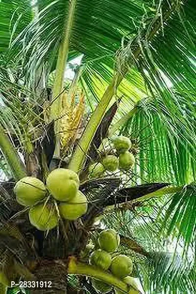 Fulmala Nursery Coconut Plant Height 1.2-1.38 Fit, With Growing Bag-thumb2