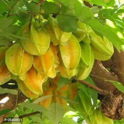 Star Fruit Carambola Grafted Plant