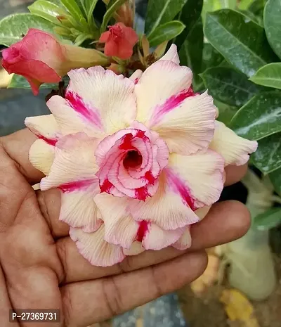 BALUBITA Hybrid Adenium Plant[BB1510]-thumb0