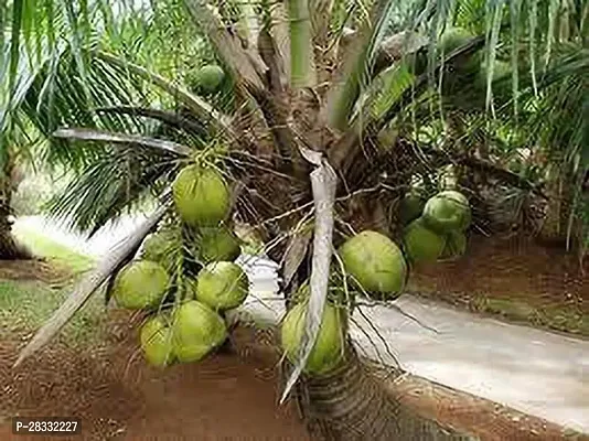 Fulmala Nursery Coconut Plant Height 1.2-1.216 Fit, With Growing Bag-thumb0