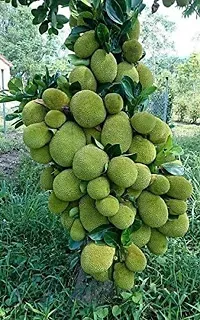 Fulmala Nursery Jack Fruit Plant Height 1.2-1.189 Fit, With Growing Bag-thumb1