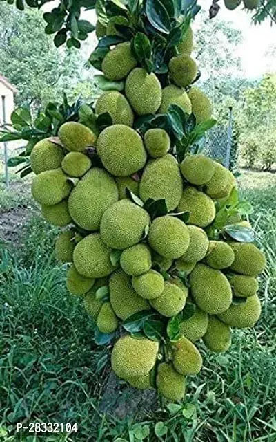 Fulmala Nursery Jack Fruit Plant Height 1.2-1.189 Fit, With Growing Bag-thumb2