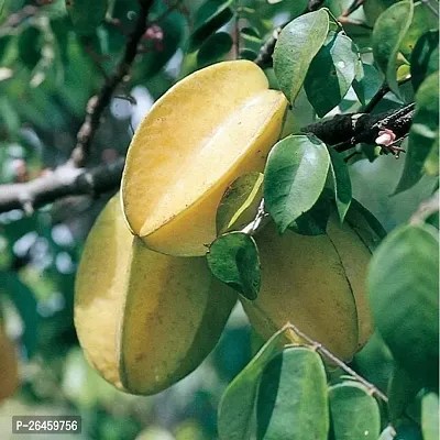 Star Fruit Carambola Grafted Plant